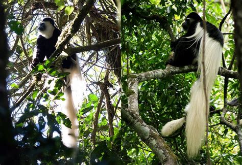 Kilimanjaro Wildlife - The Animals Of Mount Kilimanjaro