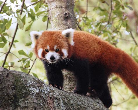 Red Panda Donations - Virginia Zoo in Norfolk