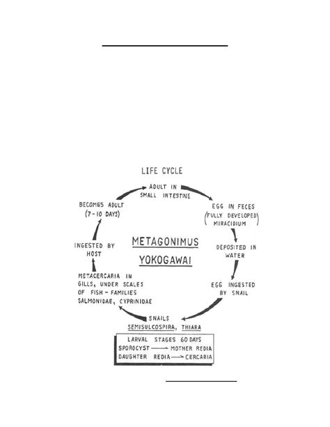 Figure 3-28. Life cycle of Metagonimus yokogawai. - Parasitology II