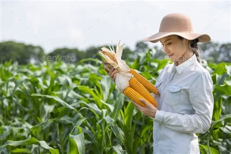 complete dry corn Stock Photo by thanyapatm | PhotoDune