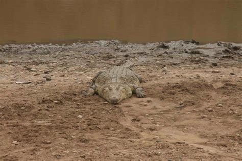 Zenfolio | YANG Deming | Giant crocodile fossils from Kenya