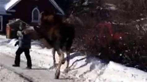 Moose attack caught on camera in Smithers, B.C. | CBC News