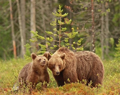 Brown bear habitat selection personality – Atlas of Science