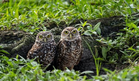 8 Wonderfully Weird Facts About Burrowing Owls