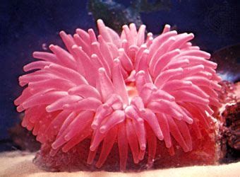 Sea anemone | Invertebrate, Symbiotic Relationship & Adaptations | Britannica