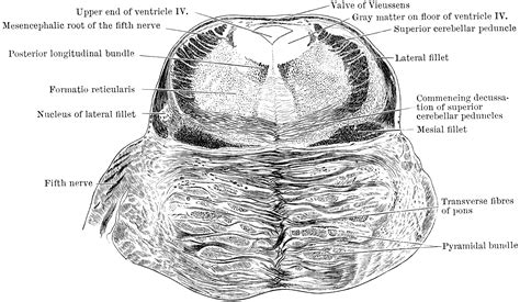 Section Through Pons Varolii | ClipArt ETC