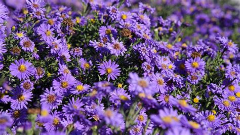 24 Gorgeous Types of Aster Flowers (#11 Is Wow)