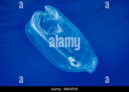 This pelagic tunicate or salp, Salpa aspera, is part of the Salpidae family of gelatinous ...