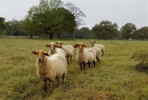 Tunis Sheep – Good and Able Farmstead