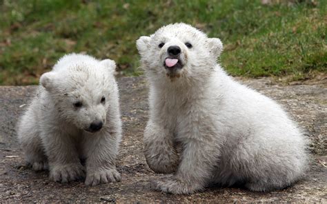 Grizzly And Polar Bear Cub - Daune Eolande