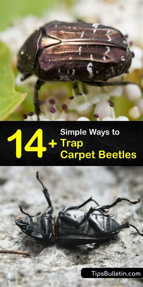 Clever Carpet Beetle Traps that Work - Trapping Carpet Beetles