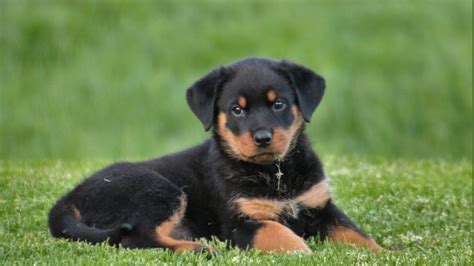 2560x1440 Resolution rottweiler, puppy, dog 1440P Resolution Wallpaper ...