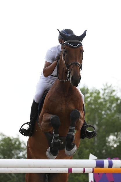 Premium Photo | Horse and rider on a horse in show jumping competition