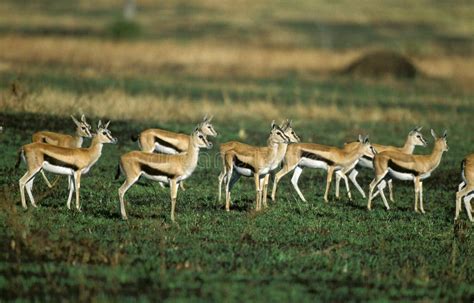 Herd of Thomson`s Gazelle Eudorcas Thomsonii in Serengeti National Park ...