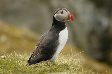 John Kormendy: European Birds (Germany, Finland, Norway)