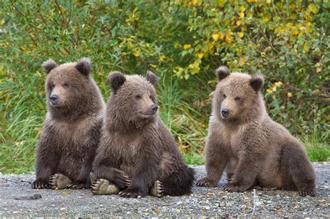 Brown bear cubs - AlaskaPhotoGraphics