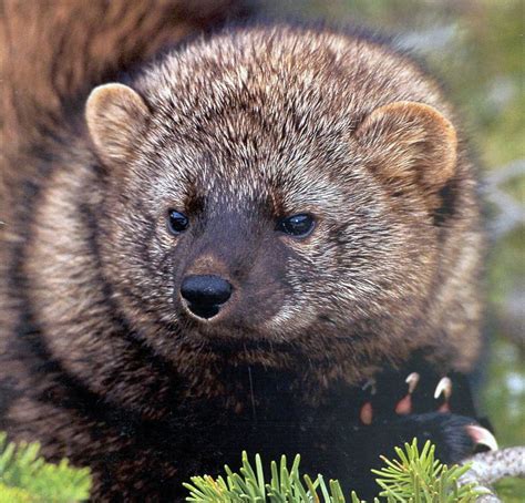 In about-face, feds deny endangered species protections for Pacific fisher - oregonlive.com