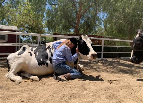 Cow Hugging Is Self-Care - PureWow