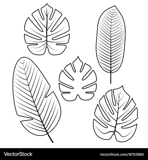 Tropical leaves collection Royalty Free Vector Image