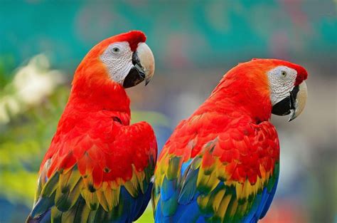 La Guara o Guacamaya Roja, Ave Nacional de Honduras