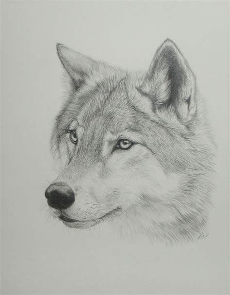 Wolf Drawing | 3D Drawing