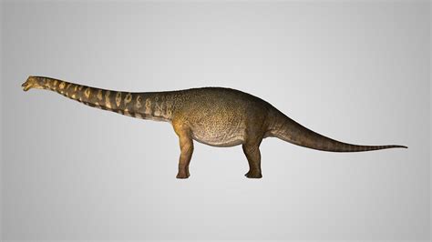 Dinosaur Found In Australia Was 2 Stories Tall And The Length Of A Basketball Court : NPR