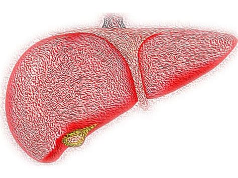 Research identifies new role of immune cells in liver regeneration – ThePrint – ANIFeed