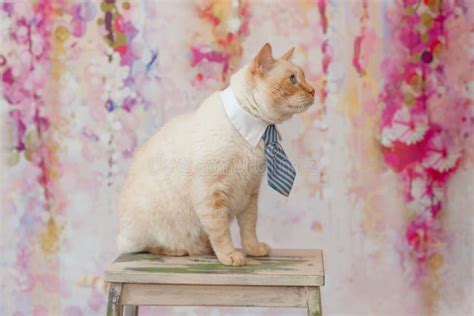 Thai Cat with Blue Eyes Wearing Small Striped Blue Tie Stock Image - Image of background, kitty ...