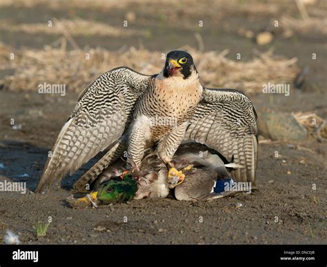 Peregrine Falcon Prey Hunting Stock Photos & Peregrine Falcon Prey Hunting Stock Images - Alamy