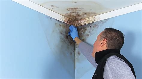 How To Paint Over Mold On Bathroom Ceiling - Artcomcrea