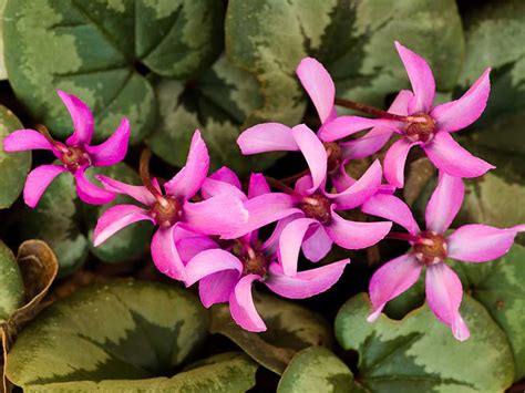 Cyclamen coum - Alchetron, The Free Social Encyclopedia