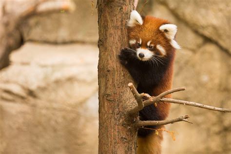 Red Panda Cubs Leaving Lincoln Park Zoo | Chicago News | WTTW