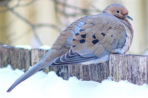 How to Attract Doves