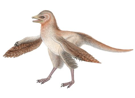 New dinosaur fossil challenges bird evolution theory