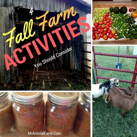 5 Fall Farm Activities You Should Consider - Mranimal Farm