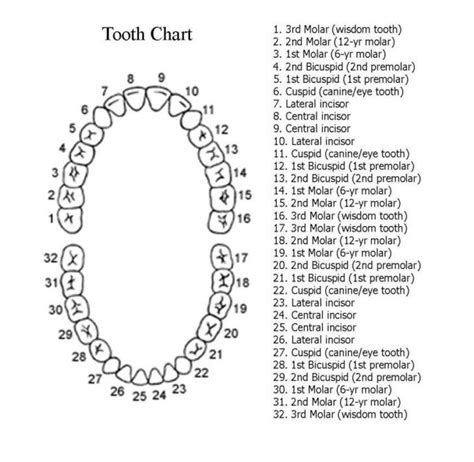 Mouth Labeled Tooth Charts