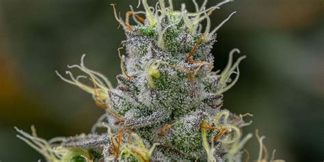 Cannabis Strain Library - Discover All Strains from THC Design