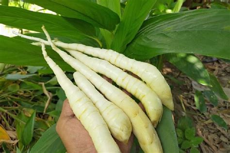 Selain Mampu Mengatasi Masalah Asam Lambung, Umbi Garut juga Memiliki ...