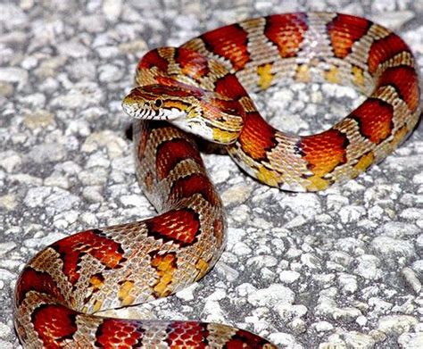 Corn Snake, Everglades, south Florida | Flickr - Photo Sharing! | Corn snake, Pet snake, Snake