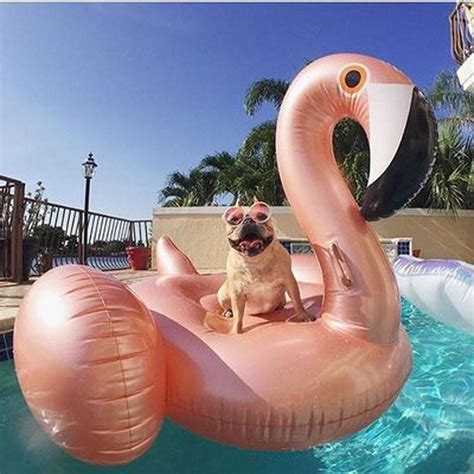 Giant Inflatable Flamingo Pool Float – Momentures