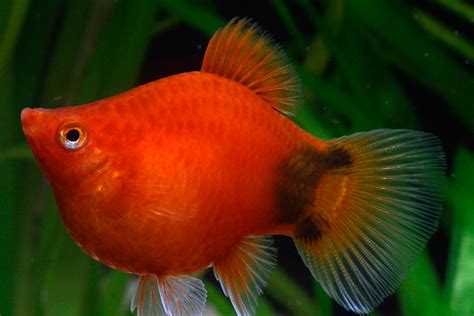 Platy Fish (Xiphophorus)