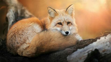 Red Fox Wallpapers - Top Free Red Fox Backgrounds - WallpaperAccess