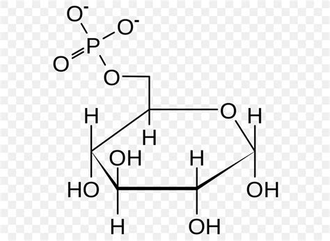 Glucose 6-phosphate Glucose-6-phosphate Dehydrogenase Glucose 6-phosphatase Fructose, PNG ...