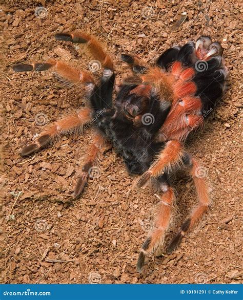 Tarantula molting stock image. Image of venom, scary - 10191291