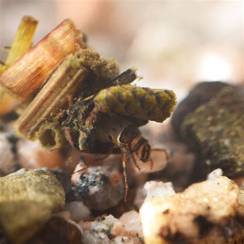 Caddisfly Larvae Jewelry