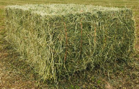 250 Kg Alfalfa Hay Bale - Alfalfa Hay