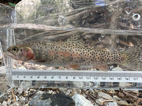 Native Trout Fly Fishing: Bonneville Cutthroat Trout