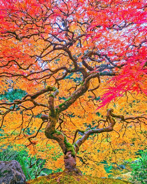 "Autumn Wonder" Japanese Maple Tree - Mike Putnam Photography