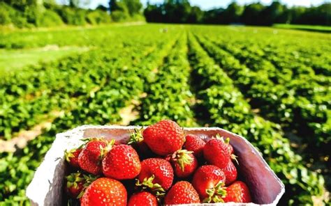 Fruit Picking Near London: 15 Best PYO Farms To Try In 2024