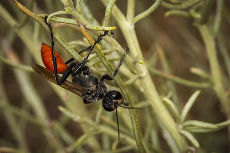 Sphex lucae - Prionyx - BugGuide.Net